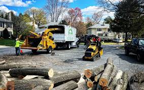 Professional Tree Removal and Landscaping Services in Forest Hills, TN